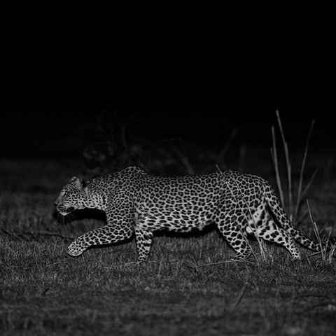 Black and white photograph of a leopard walking through grass at night.